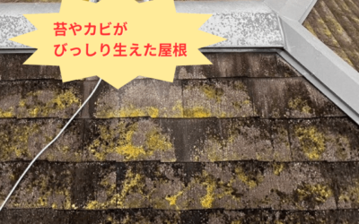 【古河市　五霞町　境町】屋根の苔は劣化のサイン！スーパーガルテクトで美観と耐久性を同時に手に入れる方法
